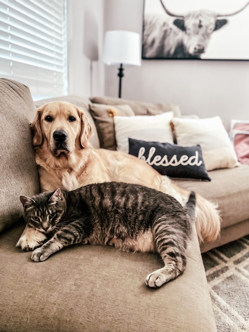 cat and dog laying together on a couch